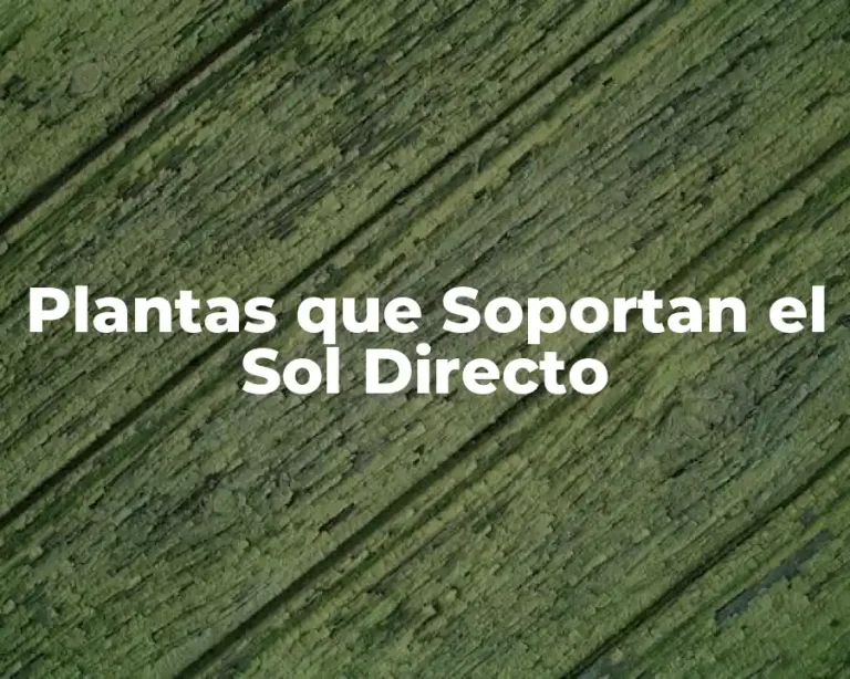 Plantas que Soportan el Sol Directo