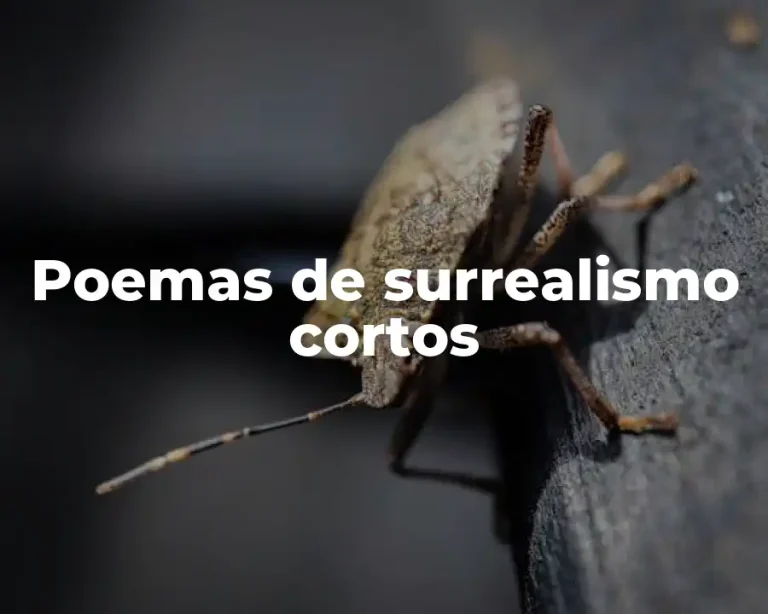 Poemas de surrealismo cortos