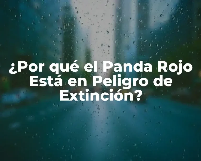 ¿Por qué el Panda Rojo Está en Peligro de Extinción?