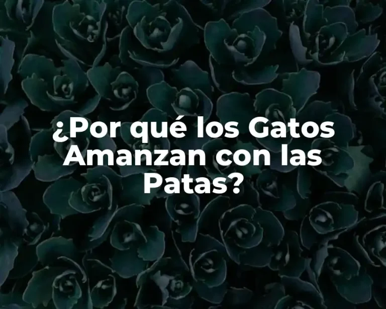 ¿Por qué los Gatos Amanzan con las Patas?