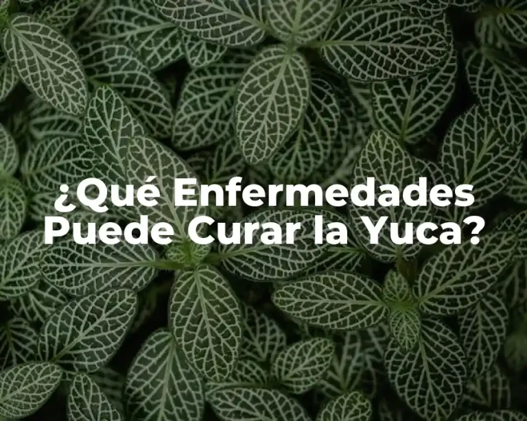 ¿Qué Enfermedades Puede Curar la Yuca?