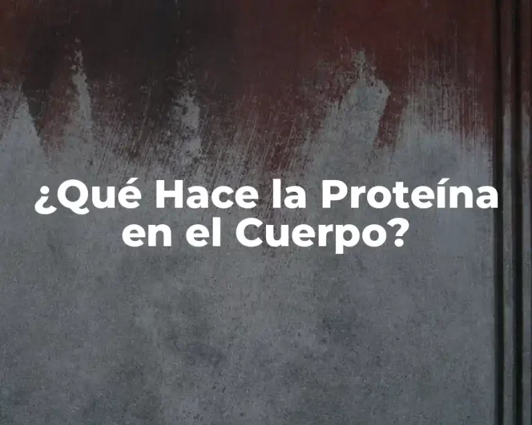 ¿Qué Hace la Proteína en el Cuerpo?