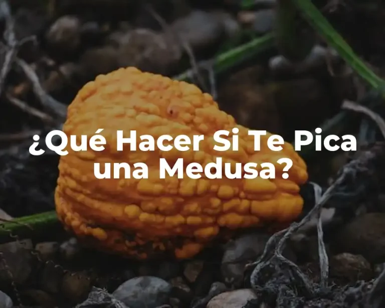 ¿Qué Hacer Si Te Pica una Medusa?