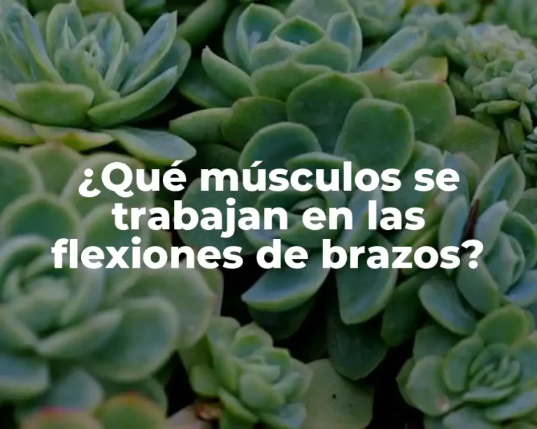 ¿Qué músculos se trabajan en las flexiones de brazos?