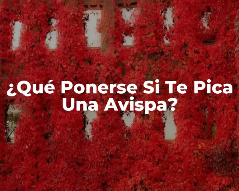 ¿Qué Ponerse Si Te Pica Una Avispa?