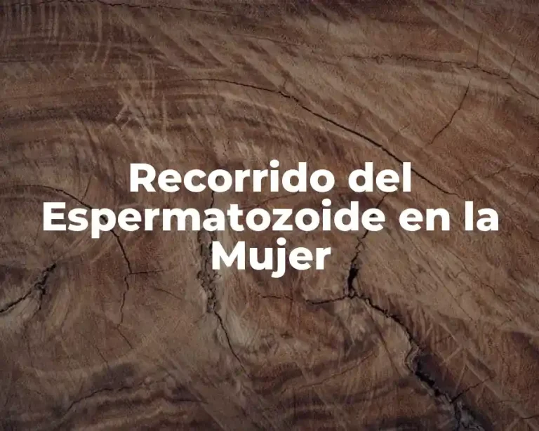 Recorrido del Espermatozoide en la Mujer
