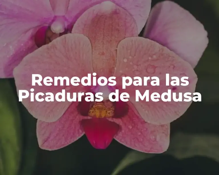Remedios para las Picaduras de Medusa
