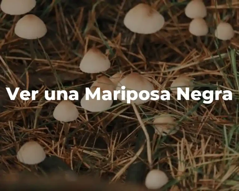 Ver una Mariposa Negra